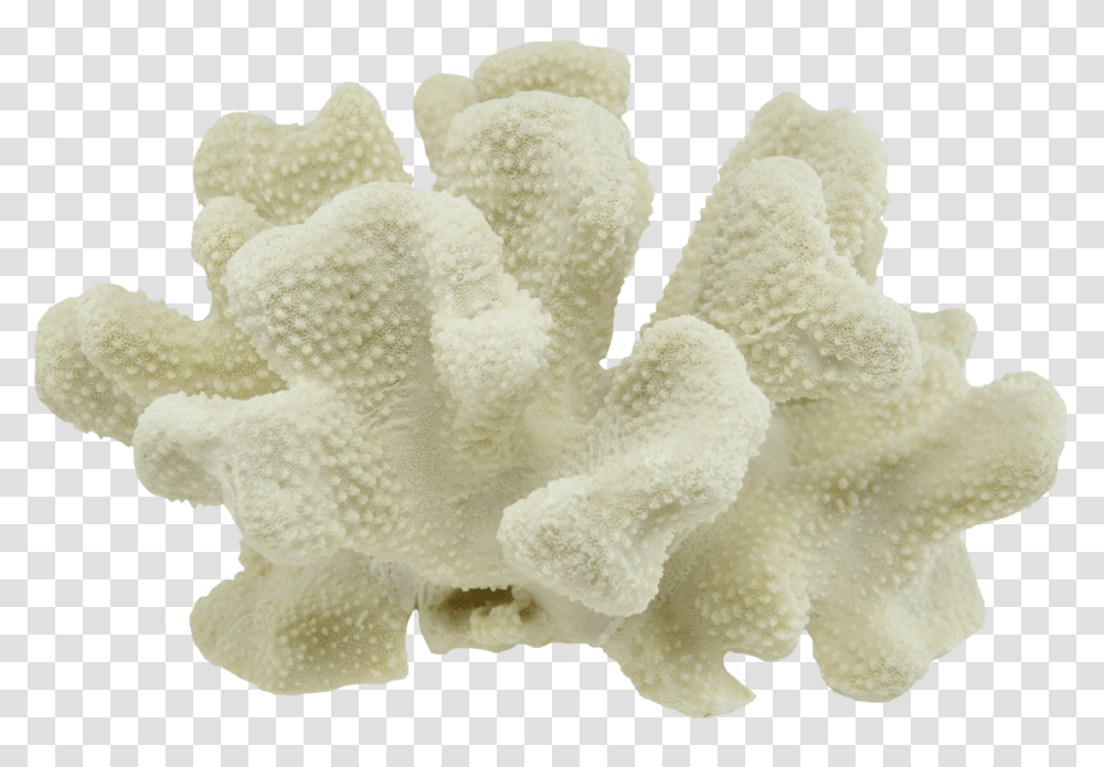 Coral, Sponge Animal, Invertebrate, Sea Life, Fungus Transparent Png