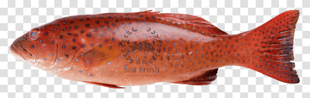 Coral Trout Kerapu Bintang, Fish, Animal, Goldfish, Carp Transparent Png