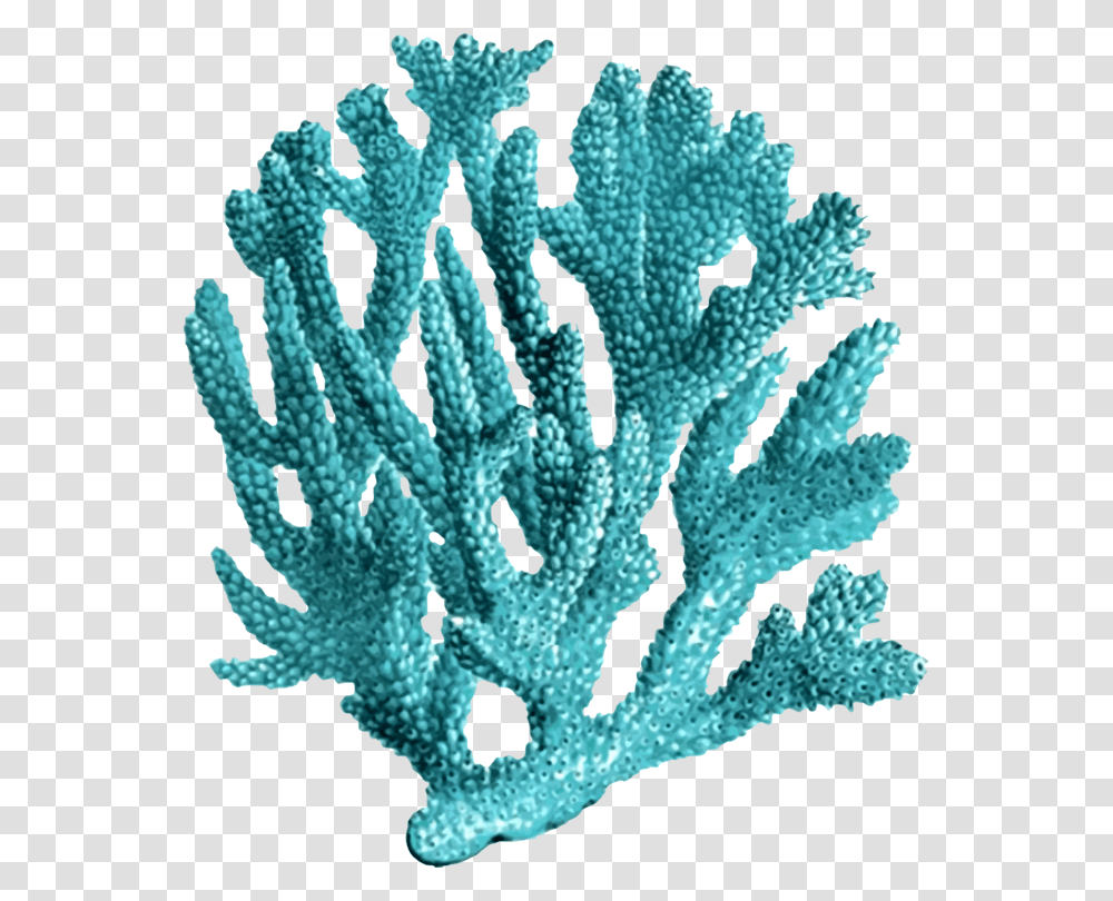 Coral Vintage, Sea, Outdoors, Water, Nature Transparent Png