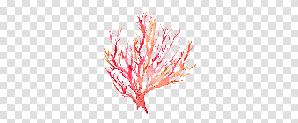 Coral Watercolor Watercolor Coral Reef, Nature, Outdoors, Sea, Sea Life Transparent Png