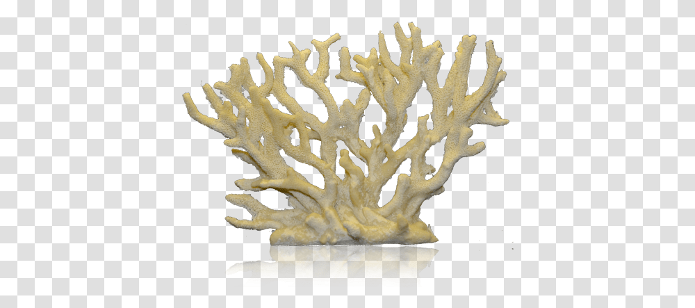 Corals 1 Image Staghorn Coral, Rug, Animal, Invertebrate, Sea Life Transparent Png