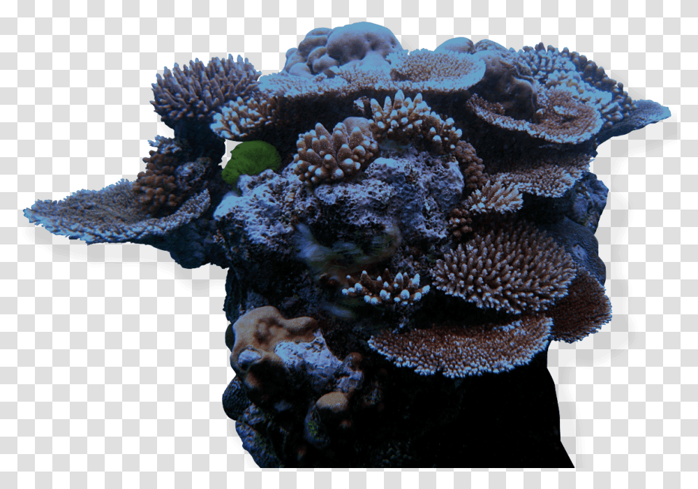 Corals Great Barrier Reef 2020, Sea, Outdoors, Water, Nature Transparent Png