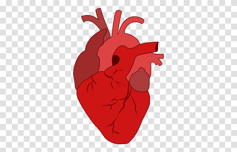 Corazn Sangre Real Heart Clipart, Plant, Produce, Food, Hand Transparent Png