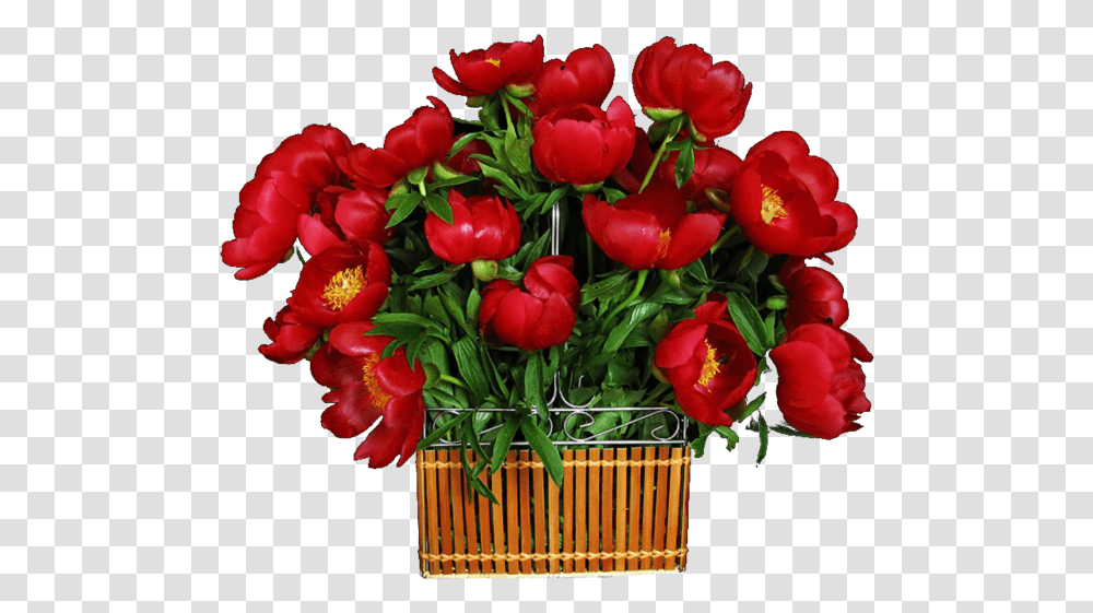 Corazones Buenas Noches Hermosa, Plant, Flower, Blossom, Flower Bouquet Transparent Png