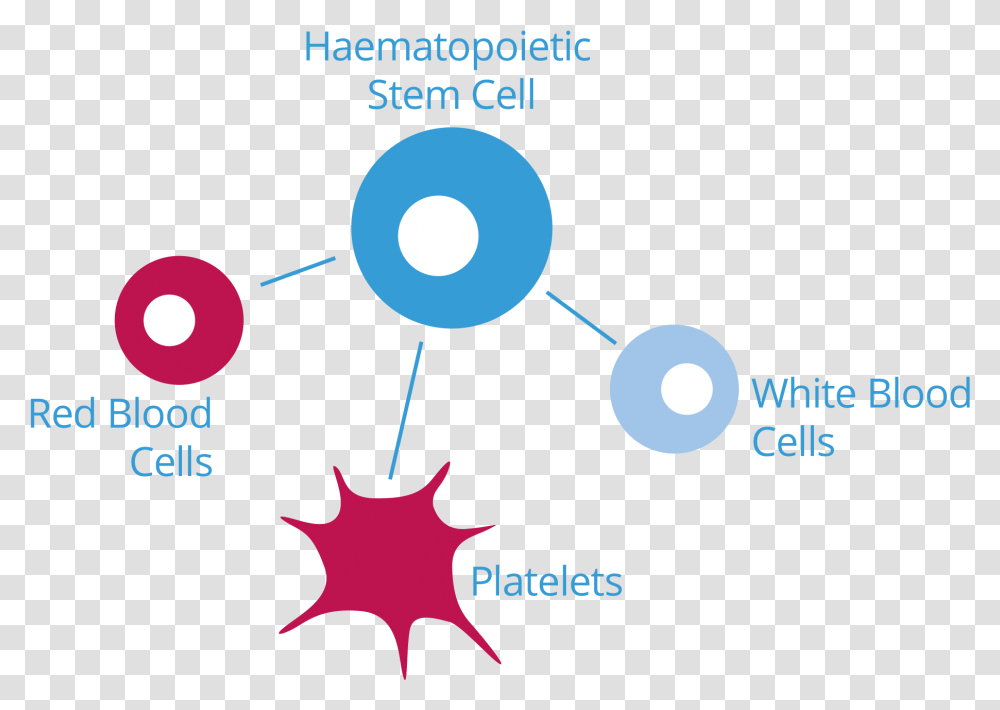 Cord Blood, Network, Astronomy, Diagram Transparent Png