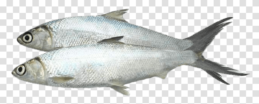 Coregonus Lavaretus, Coho, Fish, Animal, Sea Life Transparent Png