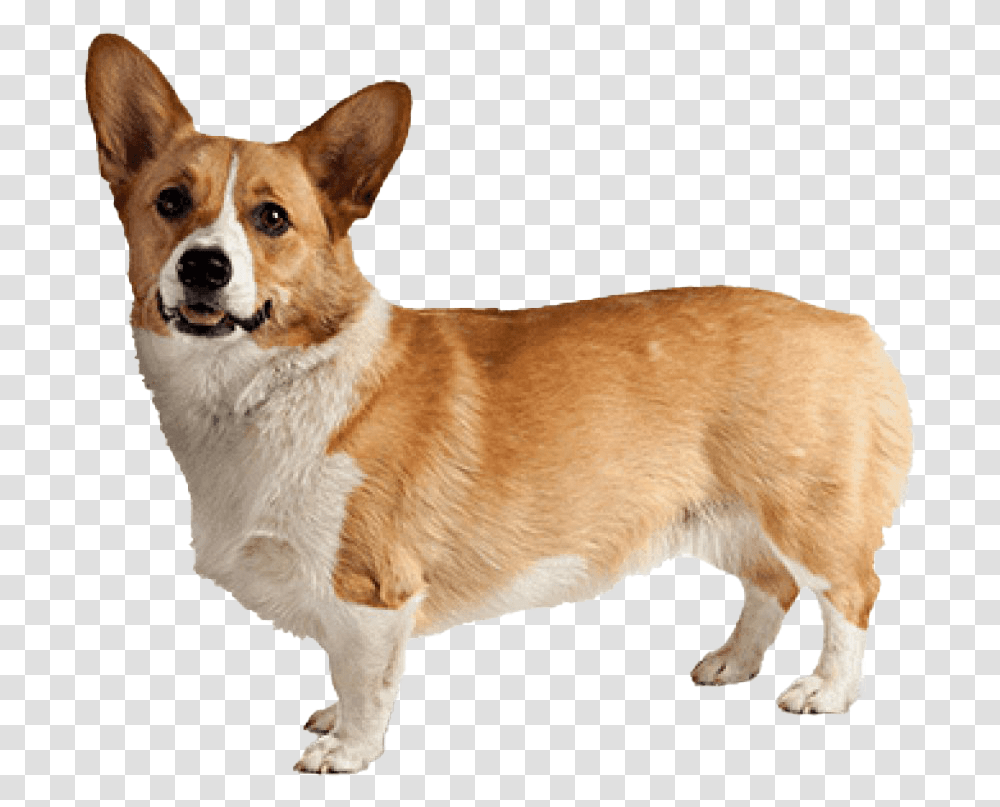Corgi Background Image, Dog, Pet, Canine, Animal Transparent Png