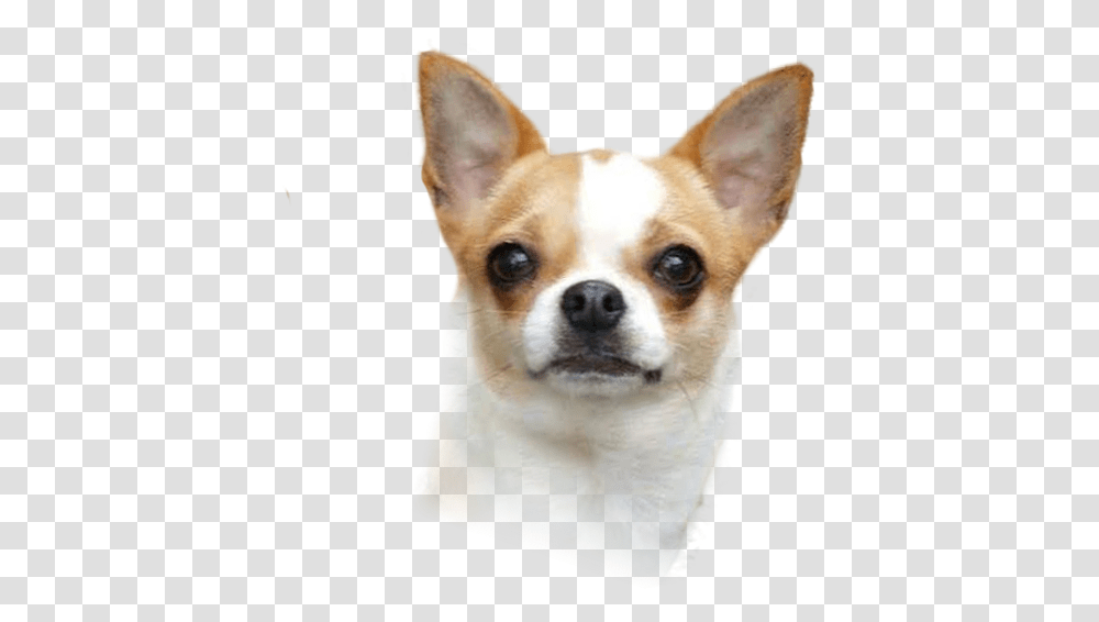 Corgi Chihuahua Puppy Dog Breed Companion Dog, Pet, Canine, Animal, Mammal Transparent Png