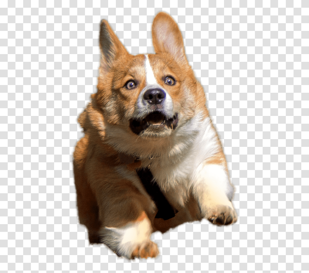 Corgi Clipart Background Corgi, Dog, Pet, Canine, Animal Transparent Png
