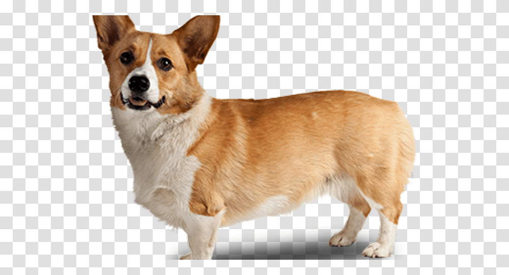 Corgi Clipart Tumblr Background Corgi, Dog, Pet, Canine, Animal Transparent Png