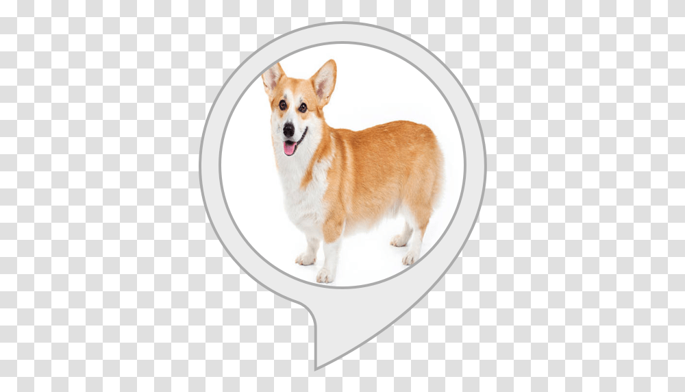 Corgi Converter Dorgi, Dog, Pet, Canine, Animal Transparent Png