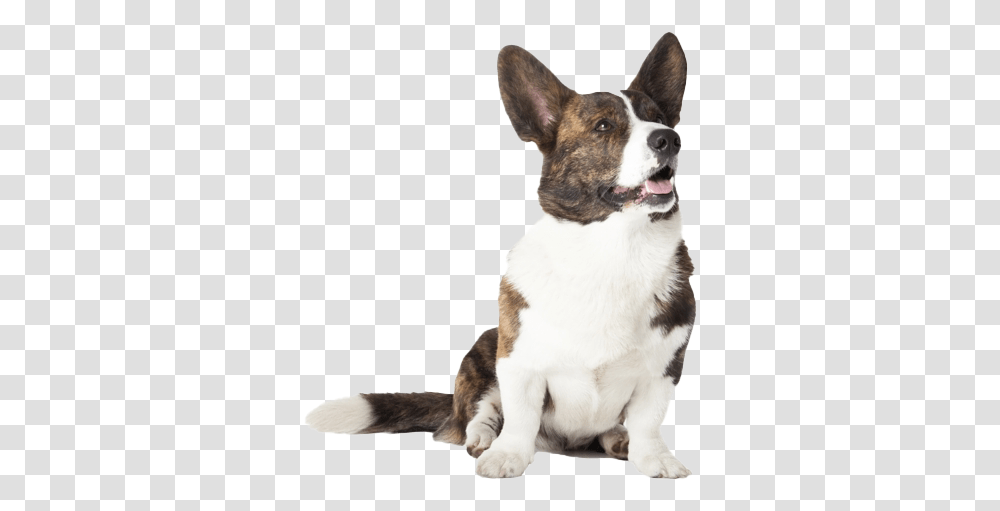 Corgi Picture, Dog, Pet, Canine, Animal Transparent Png
