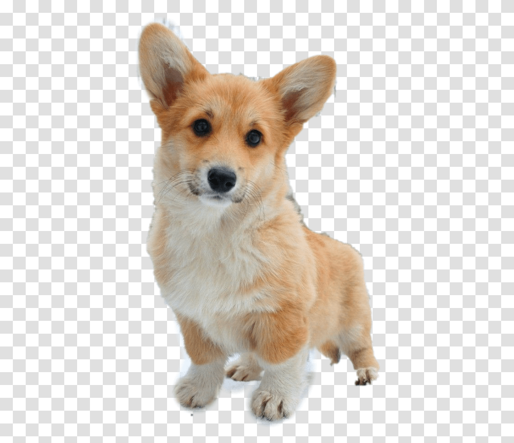 Corgi Puppies Free Dog That Looks Like Fox, Pet, Canine, Animal, Mammal Transparent Png