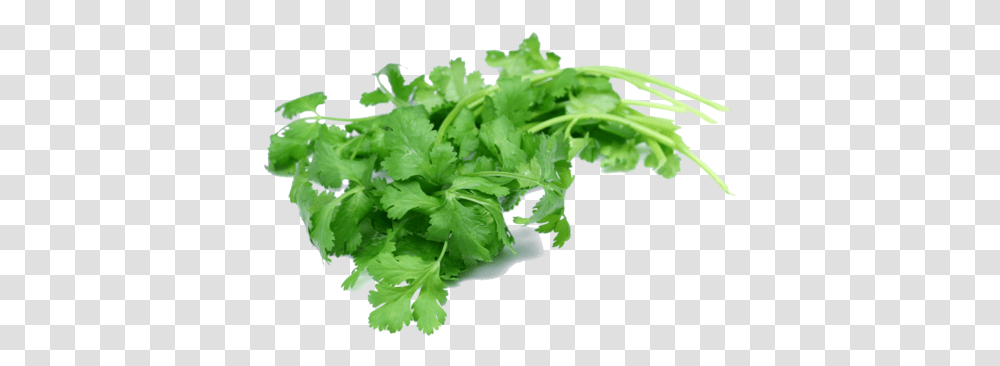 Coriander Leaf Coriander Leaf, Plant, Vase, Jar, Pottery Transparent Png