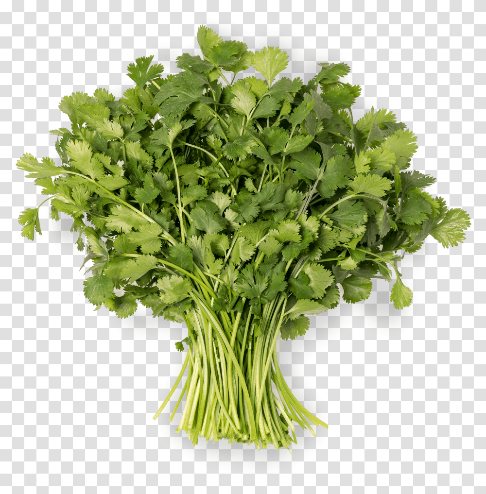 Coriander Water Celery, Plant, Vase, Jar, Pottery Transparent Png