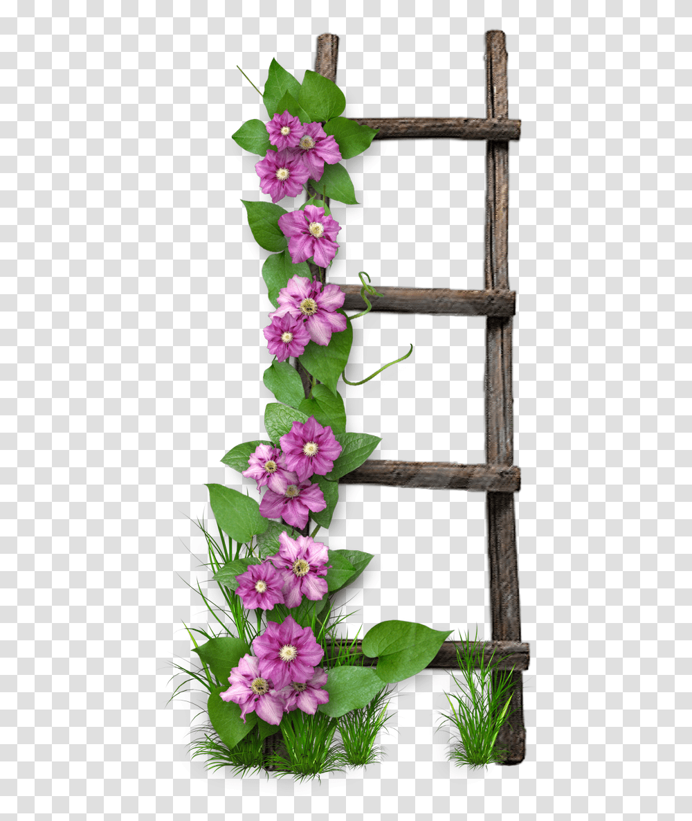 Corinthians 13 1 3 Nkjv Post, Plant, Acanthaceae, Flower, Blossom Transparent Png