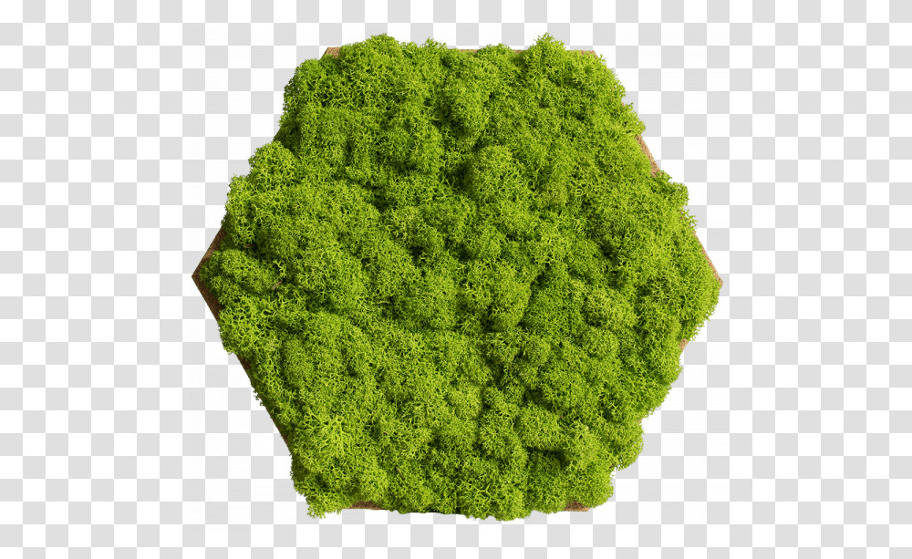 Cork Hexagon With Greening Reindeer Moss Pack Of Moss Hexagon, Plant, Pattern, Fractal, Ornament Transparent Png