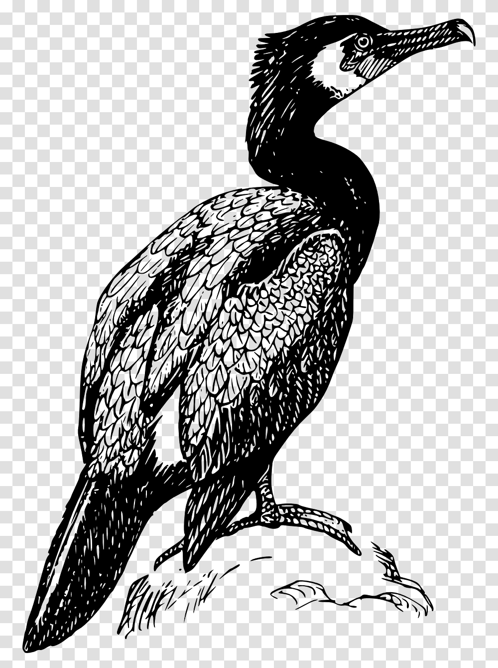 Cormorant Black And White, Gray, World Of Warcraft Transparent Png