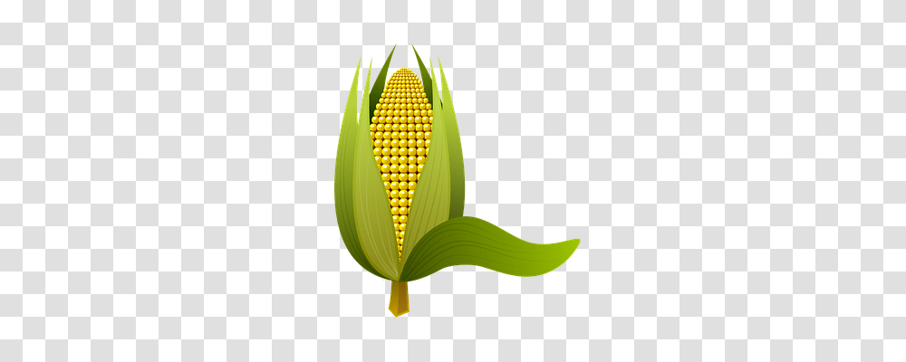 Corn Nature, Plant, Vegetable, Food Transparent Png