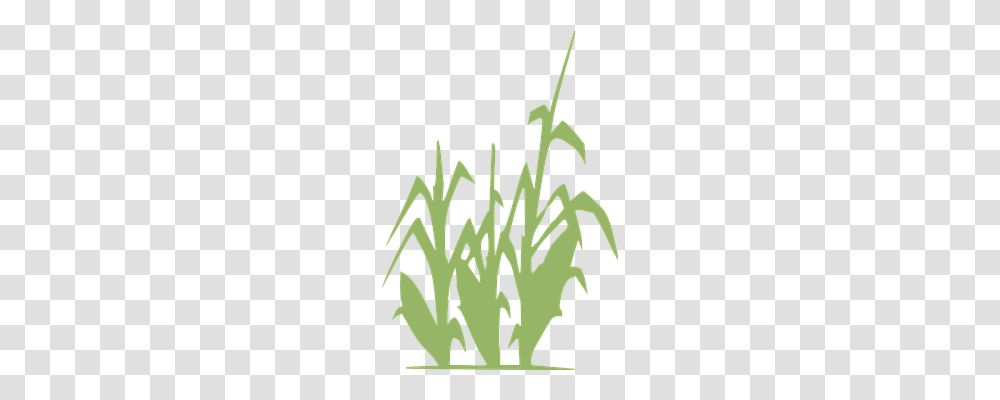 Corn Food, Plant, Bush, Vegetation Transparent Png