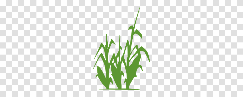 Corn Nature, Plant, Grass Transparent Png