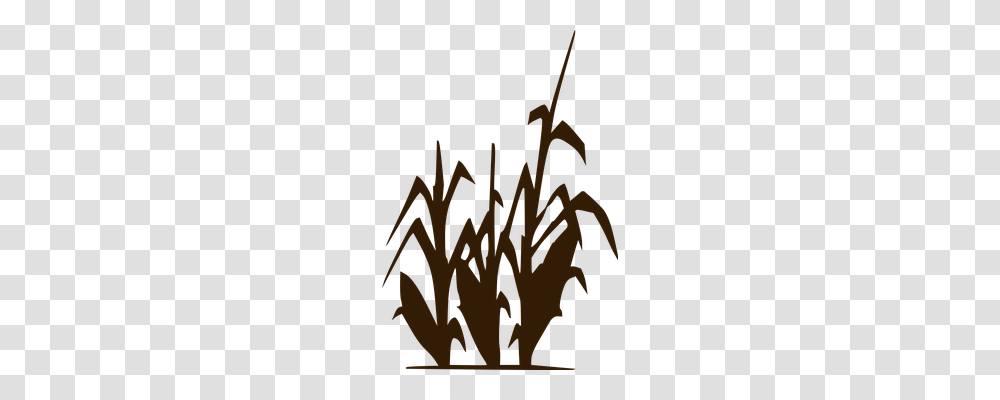 Corn Food, Calligraphy, Handwriting Transparent Png