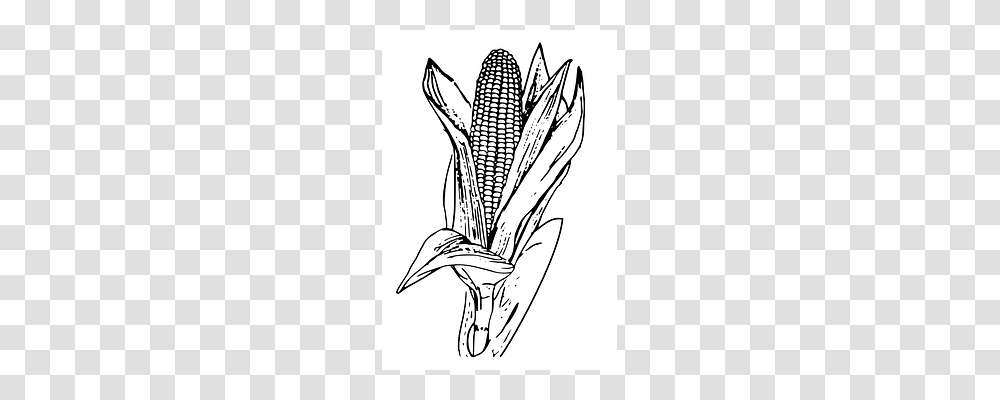 Corn Plant, Vegetable, Food, Produce Transparent Png