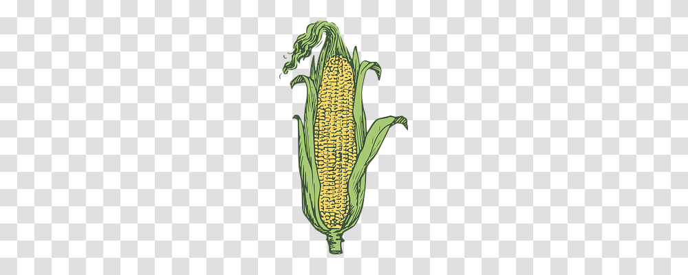 Corn Nature, Plant, Vegetable, Food Transparent Png