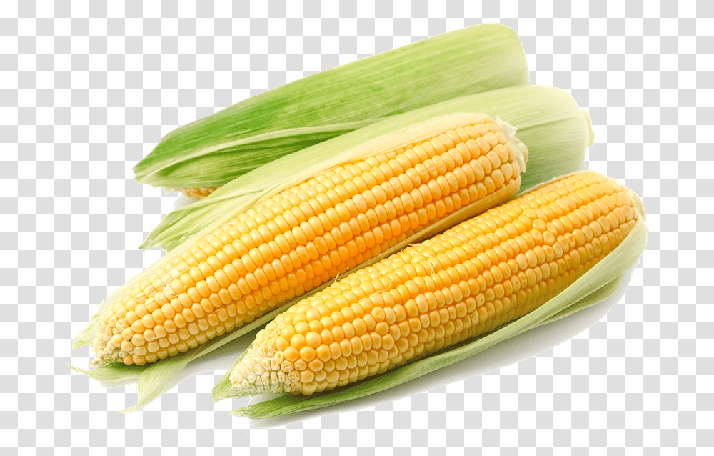 Corn Background Corn Background, Plant, Vegetable, Food, Fish Transparent Png