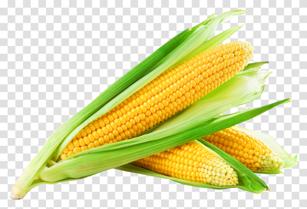 Corn Background Sweet Corn Hd, Plant, Vegetable, Food, Snake Transparent Png