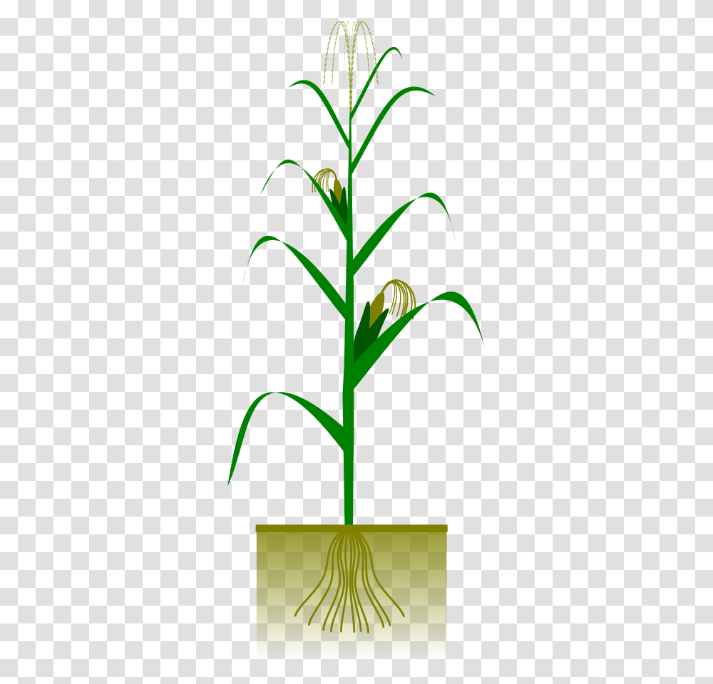 Corn Clip Art Free, Plant, Flower, Blossom, Produce Transparent Png