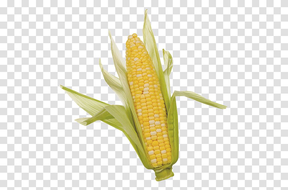 Corn Clipart Ear Of Corn, Plant, Vegetable, Food, Grain Transparent Png