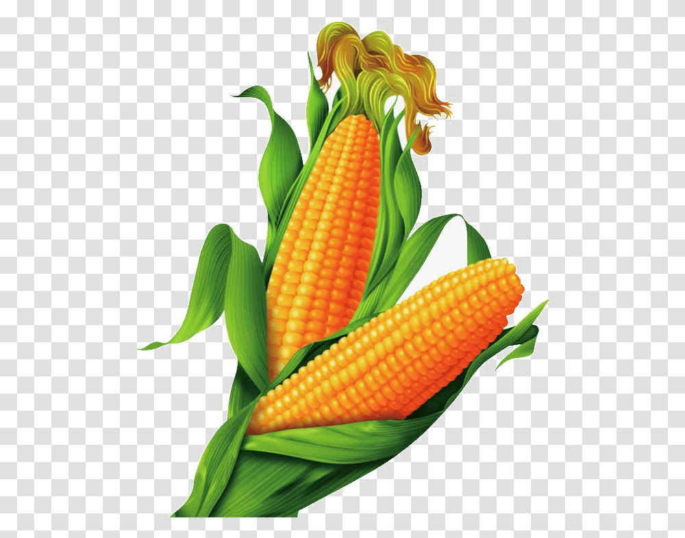 Corn Clipart Pictures Free Maize, Plant, Vegetable, Food Transparent Png