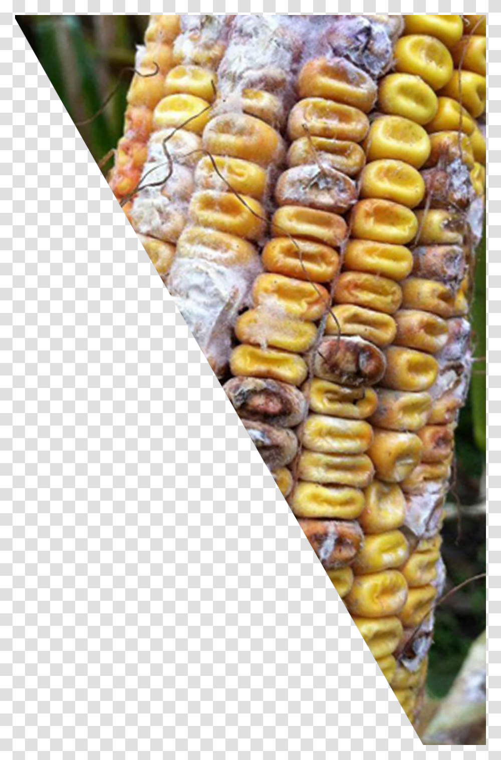 Corn Cob Corn Kernels Download Corn Kernels, Plant, Food, Bread, Vegetable Transparent Png