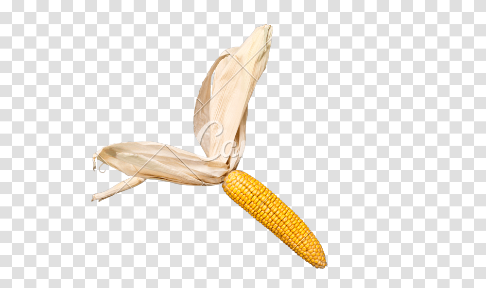 Corn Cob, Plant, Food, Vegetable, Airplane Transparent Png