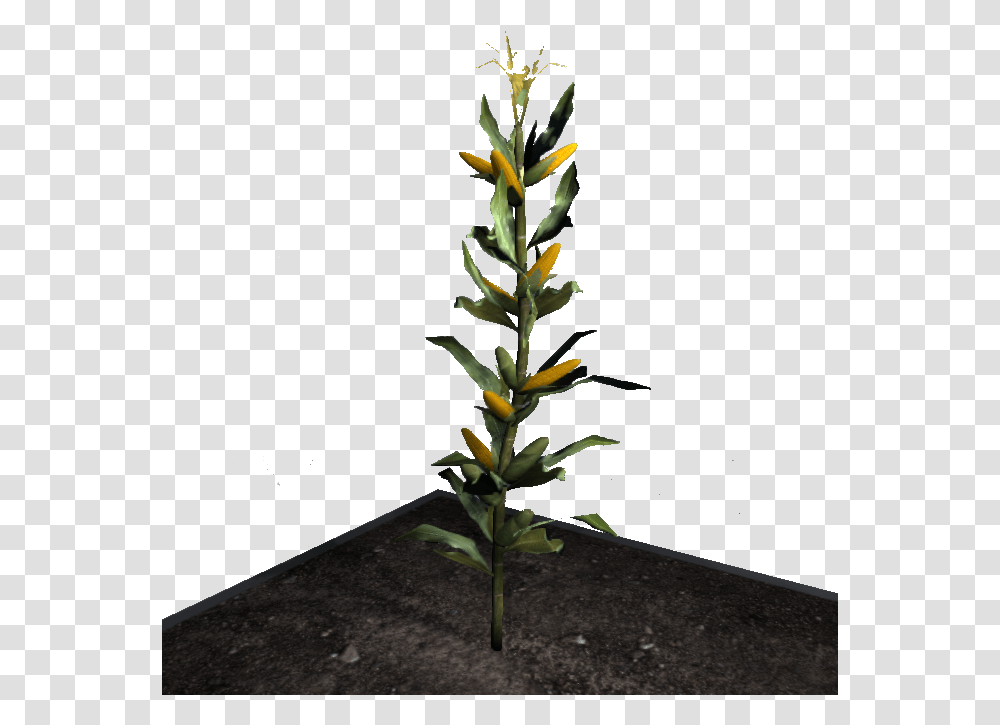 Corn Empyrion Corn, Plant, Flower, Acanthaceae, Tree Transparent Png
