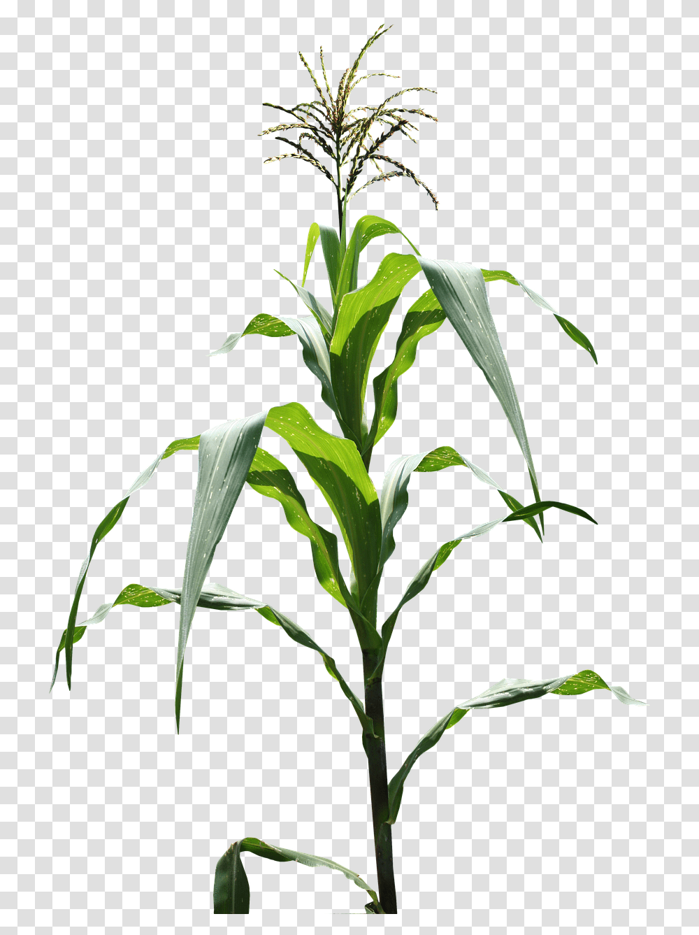 Corn Field, Plant, Flower, Acanthaceae, Leaf Transparent Png