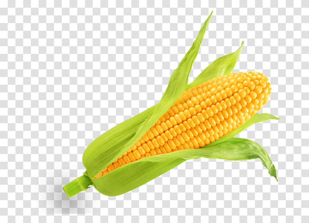 Corn Kernels, Plant, Vegetable, Food, Bird Transparent Png