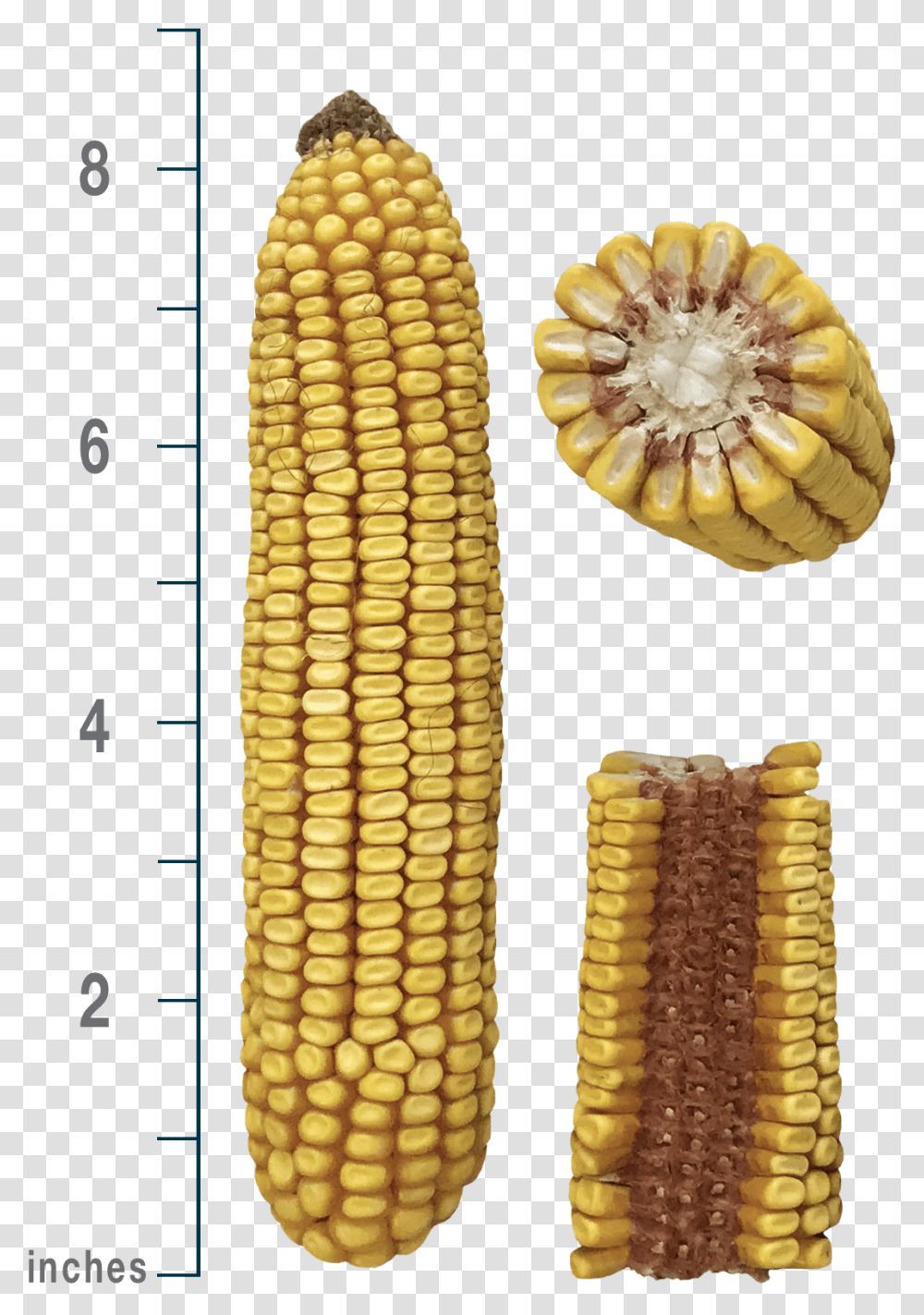 Corn Kernels, Plant, Vegetable, Food, Grain Transparent Png