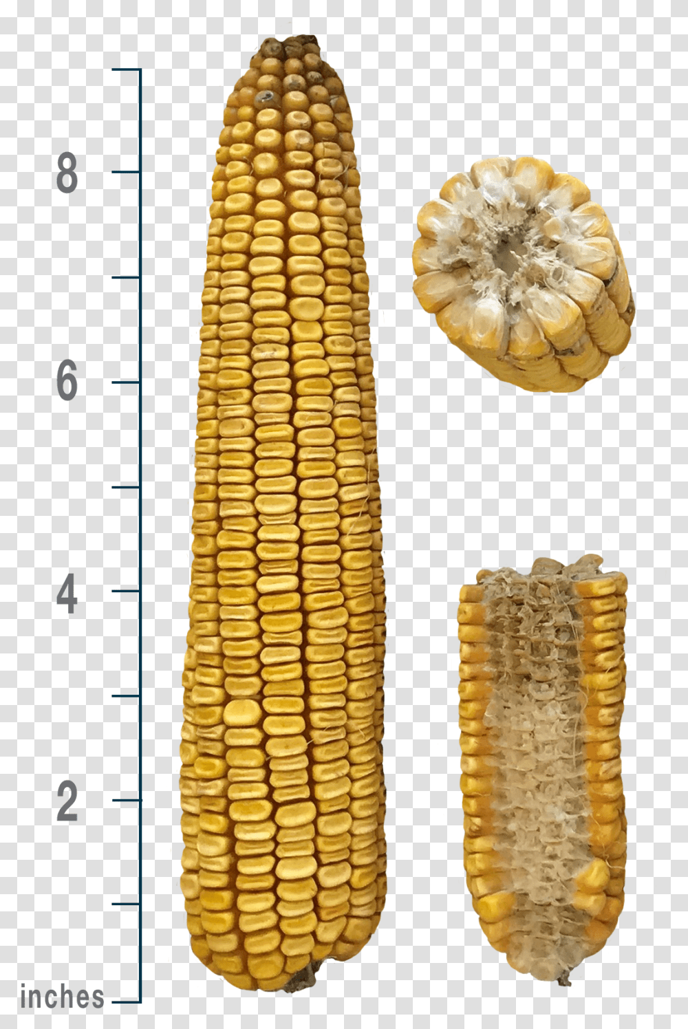 Corn Kernels, Plant, Vegetable, Food, Grain Transparent Png