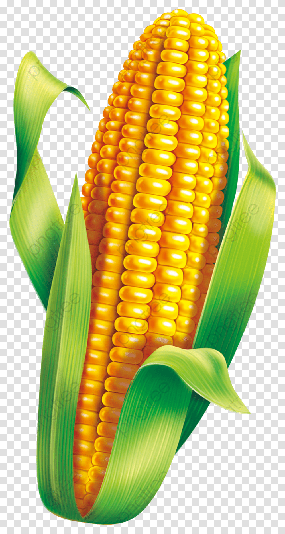 Corn Material Clipart Green Milho Verde Festa Junina, Plant, Vegetable, Food Transparent Png
