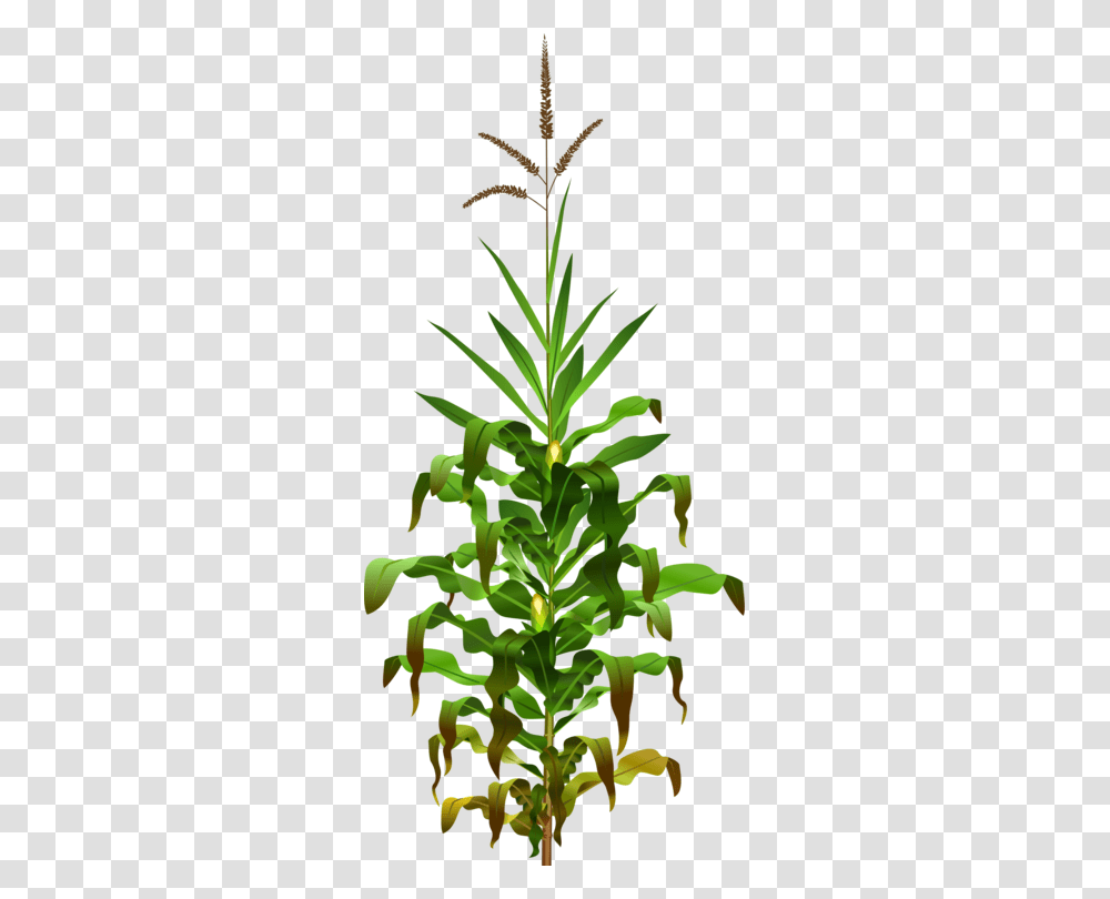 Corn On The Cob Maize Field Corn Candy Corn Sweet Corn Free, Plant, Pineapple, Fruit, Food Transparent Png