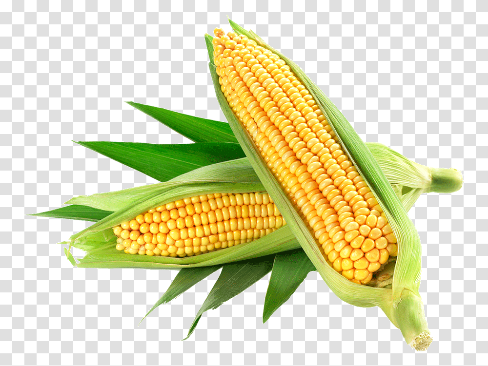 Corn Only Organic Corn, Plant, Vegetable, Food, Snake Transparent Png