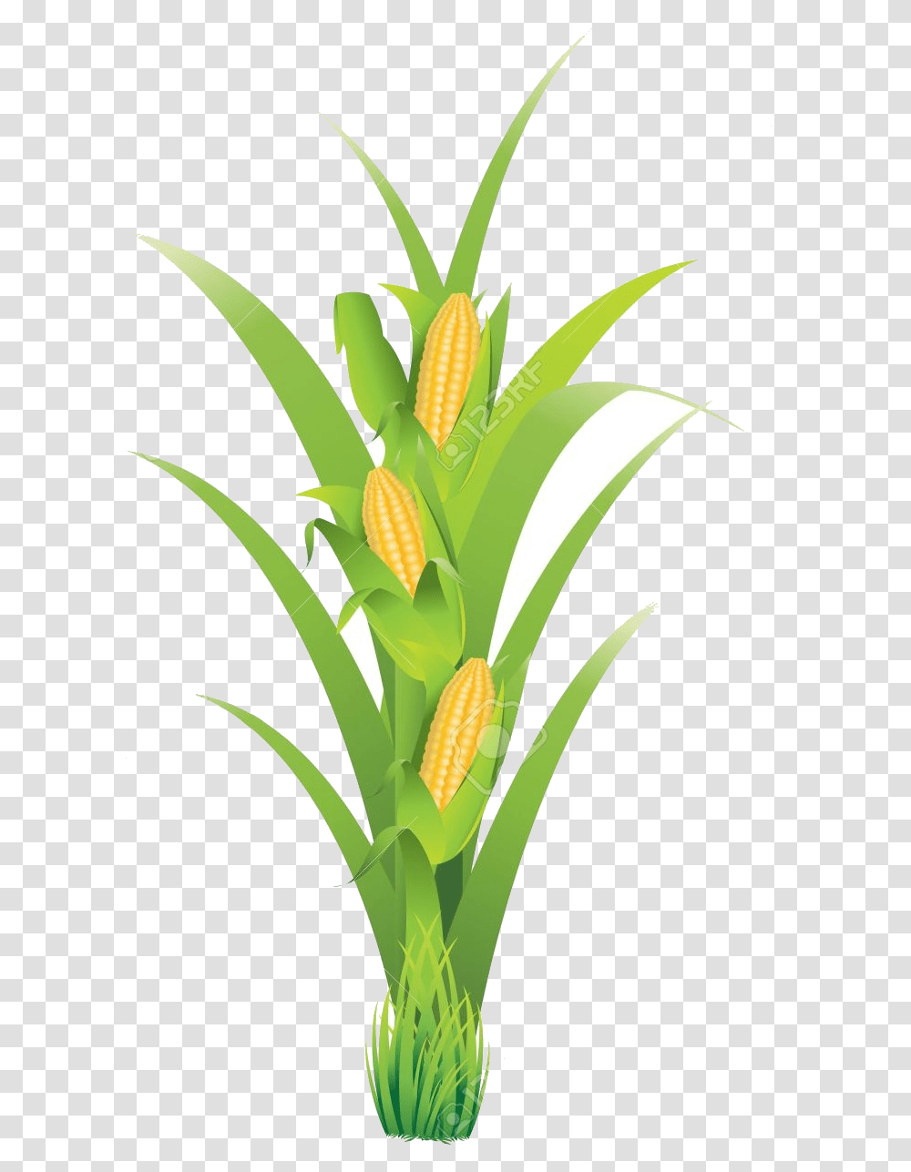 Corn Plant Clip Art, Vegetable, Food Transparent Png