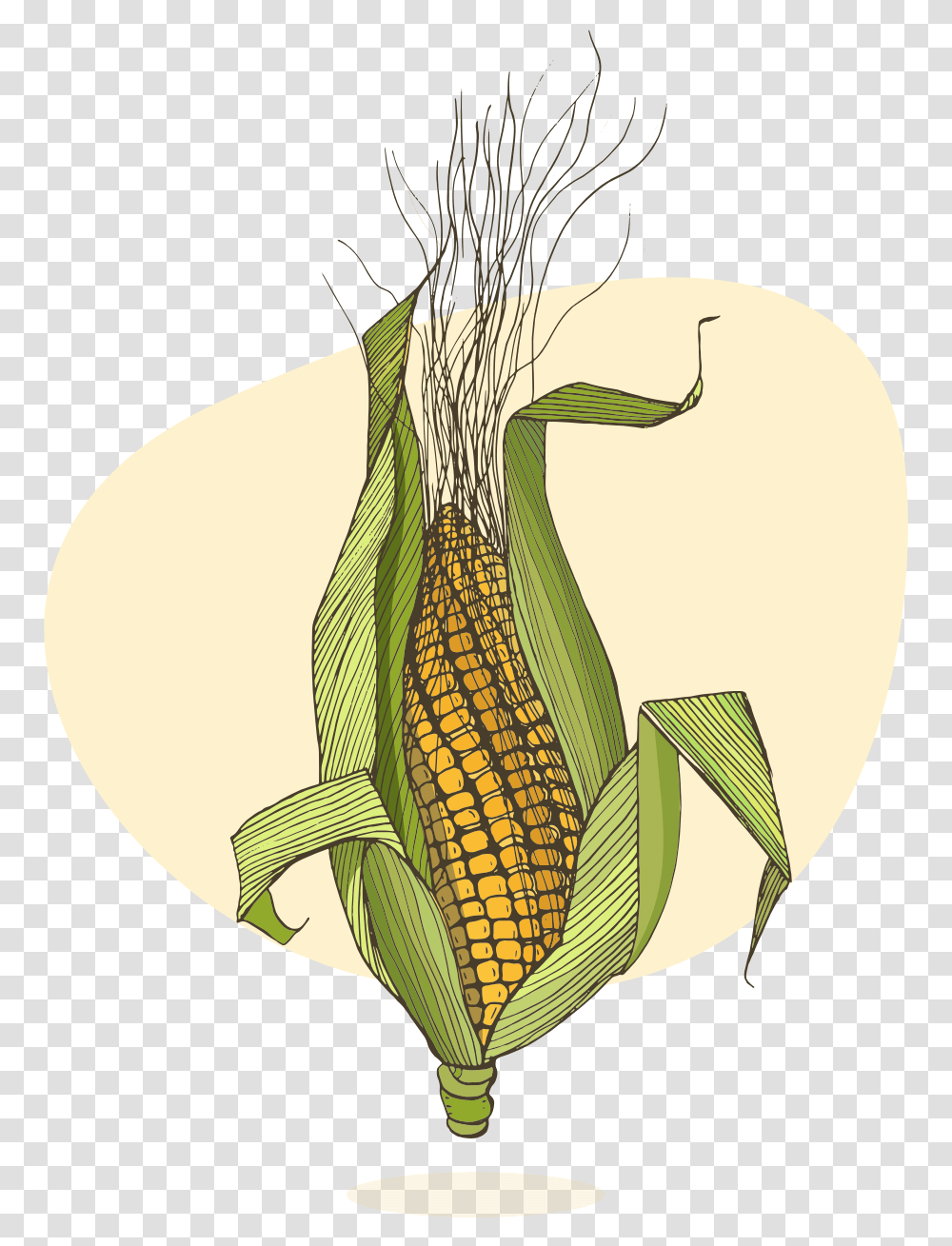 Corn Plant Corn On The Cob, Vegetable, Food, Bird, Animal Transparent Png