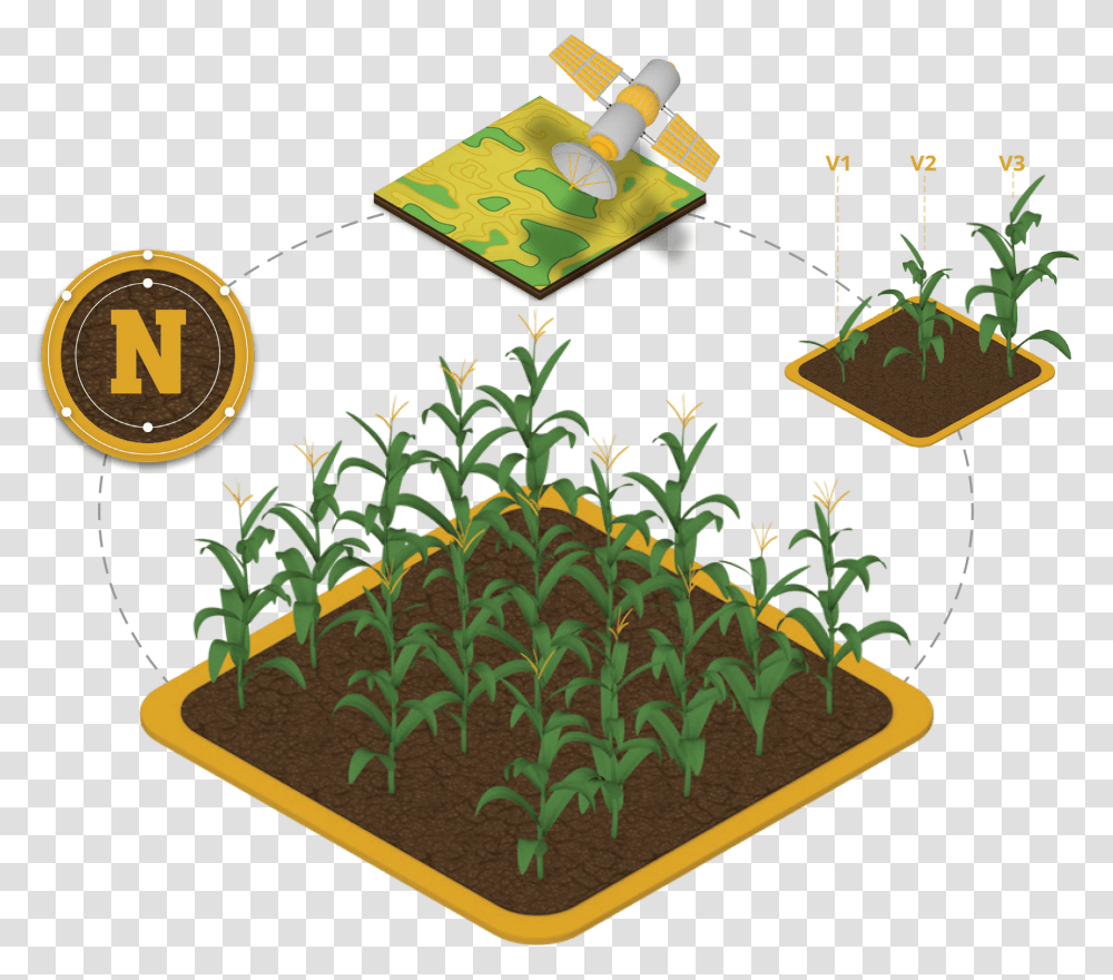 Corn Plant Illustration, Rug, Vegetation, Outdoors, Land Transparent Png