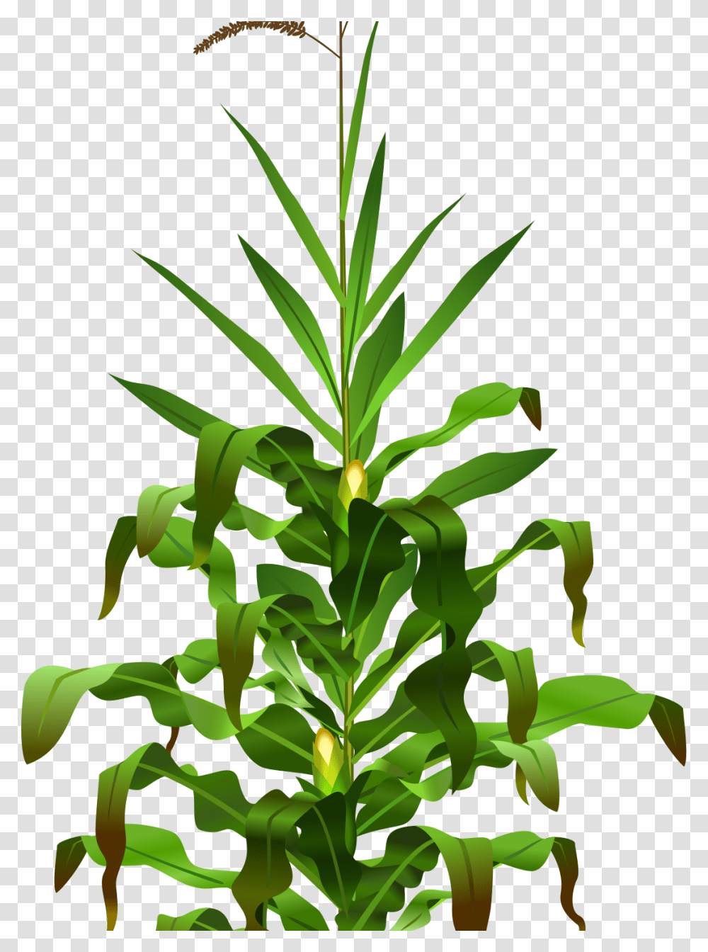 Corn Plant, Leaf, Green, Tree, Vegetation Transparent Png
