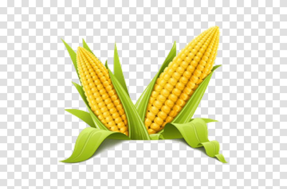 Corn, Plant, Vegetable, Food, Grain Transparent Png