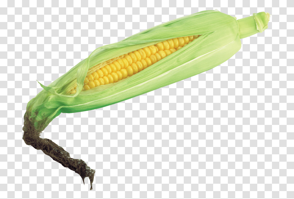 Corn, Plant, Vegetable, Food, Lizard Transparent Png