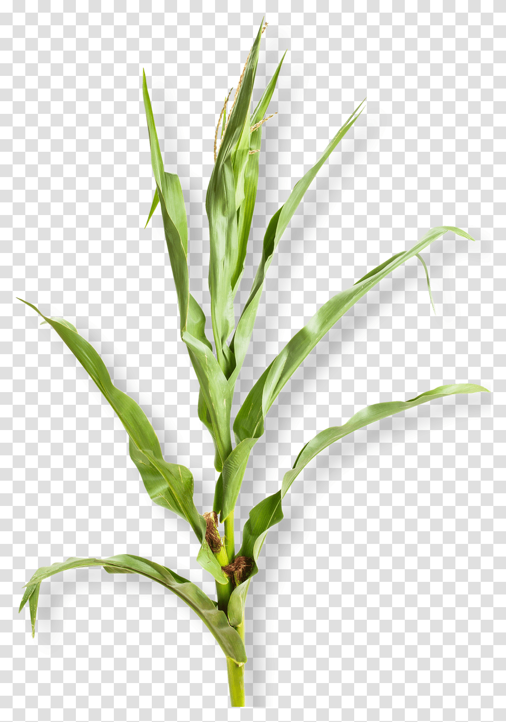 Corn Plant White Background Download Corn Plant White Background, Flower, Food, Vegetable Transparent Png
